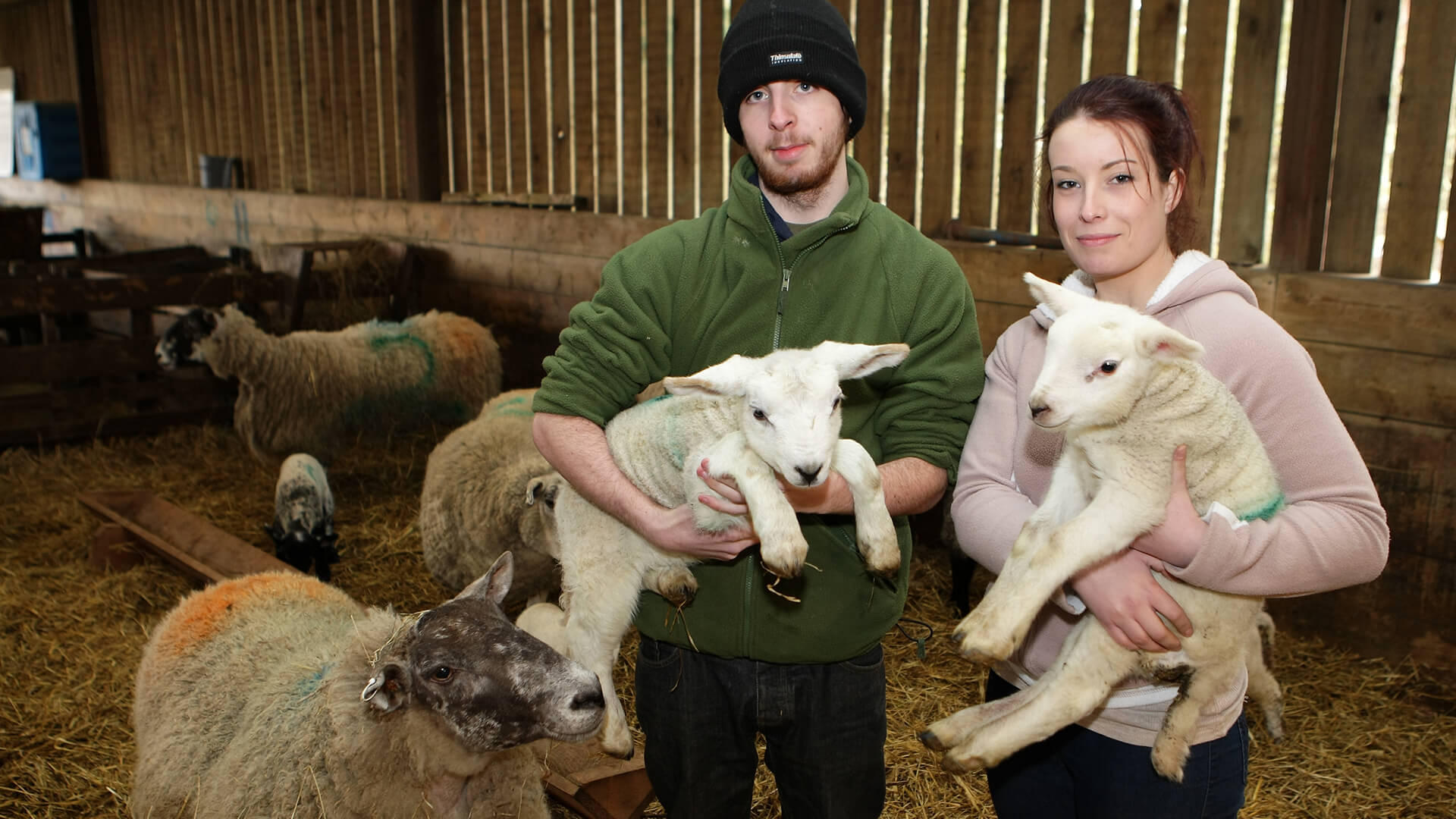 Two young students holding lambs each, in a barn full of sheep.