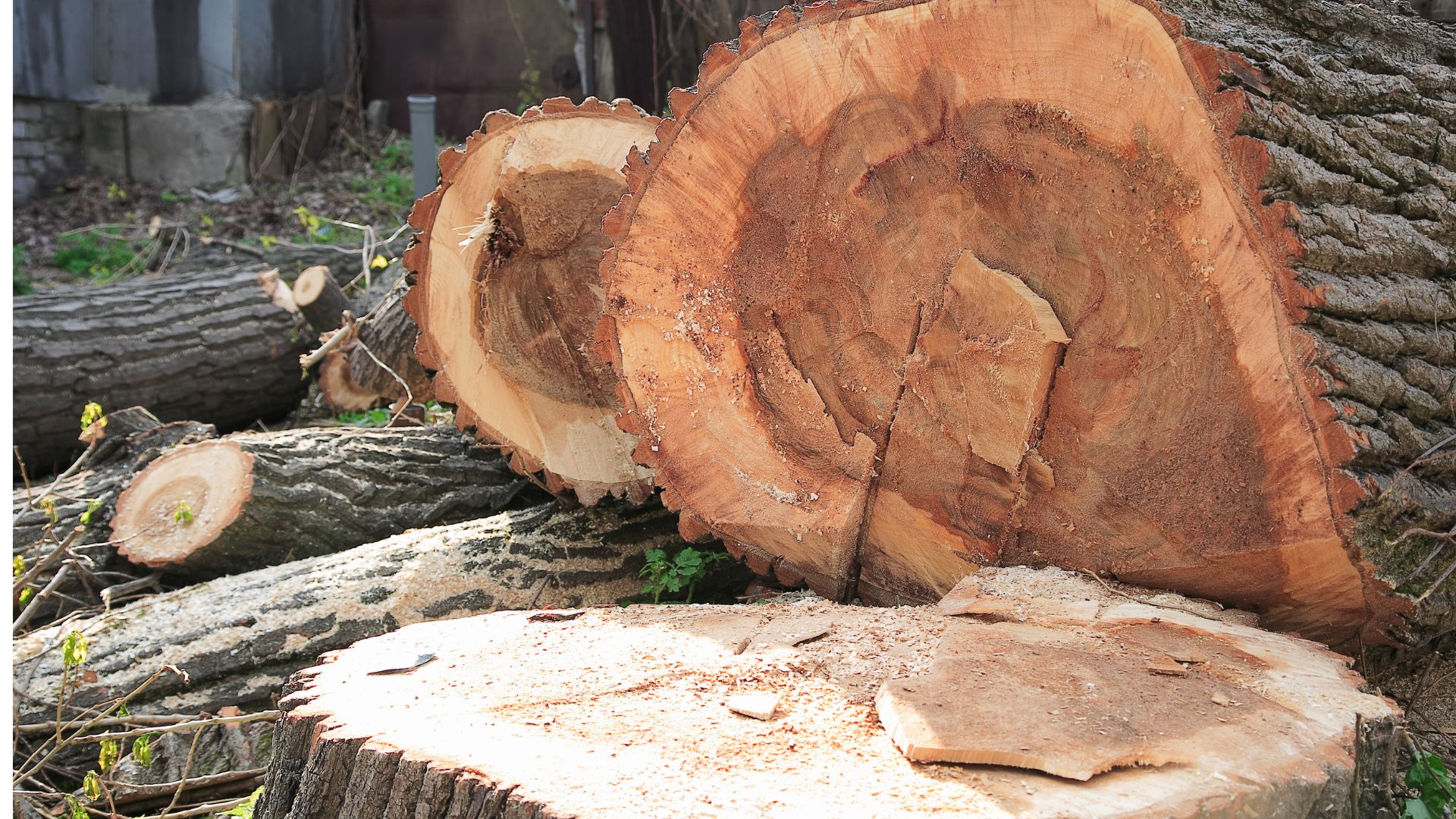 A close up of felled trees