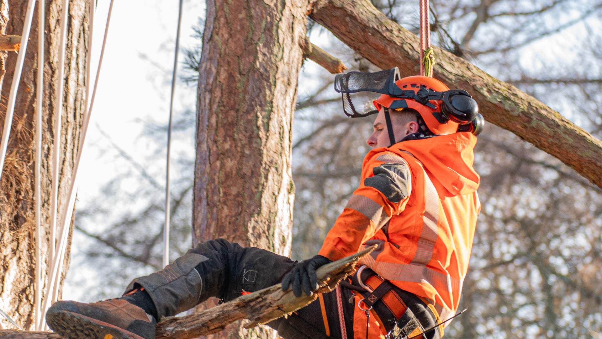 Person in harness suspended in tree.