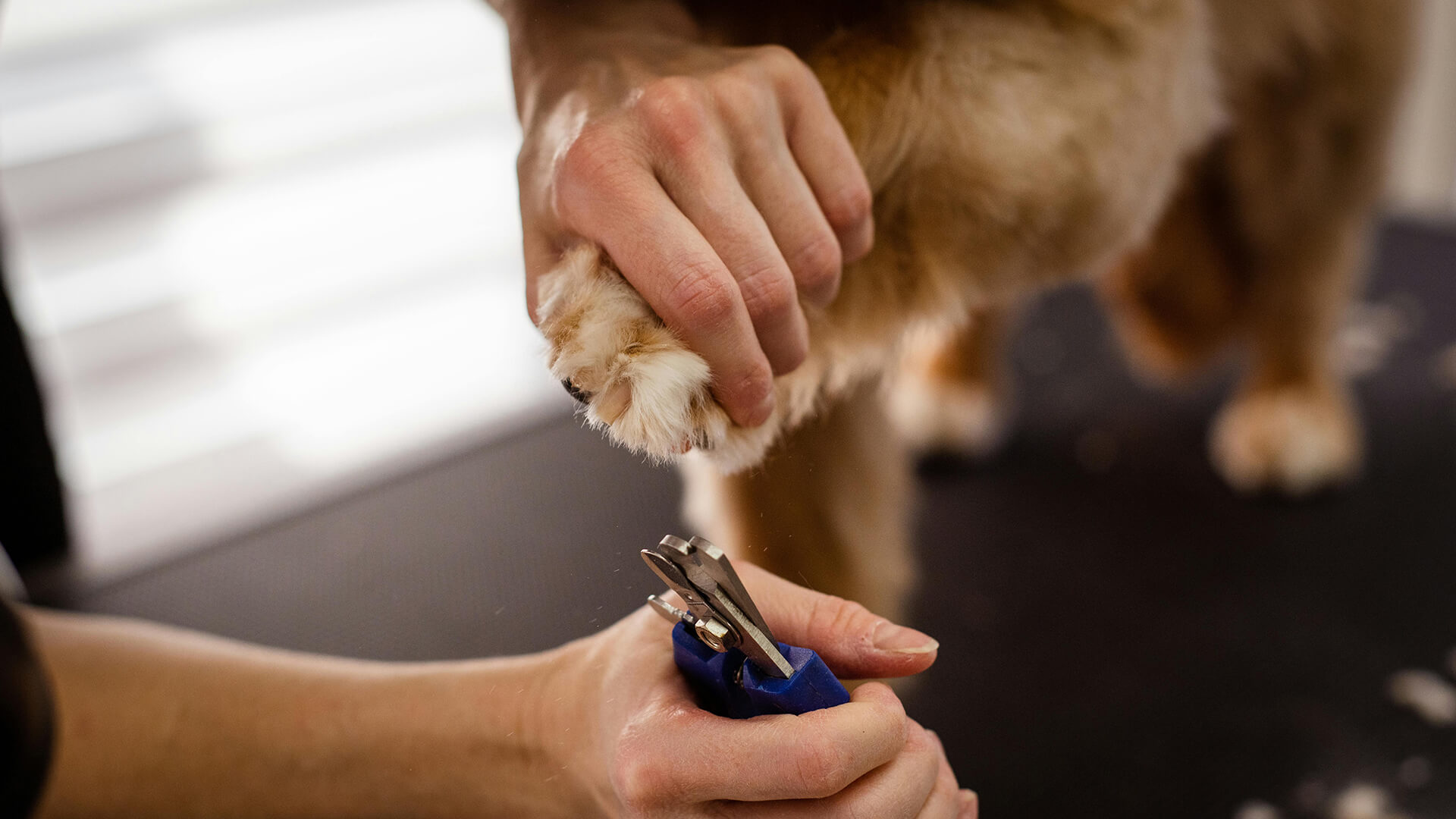 Close up of groomer using clippers on dogs nails
