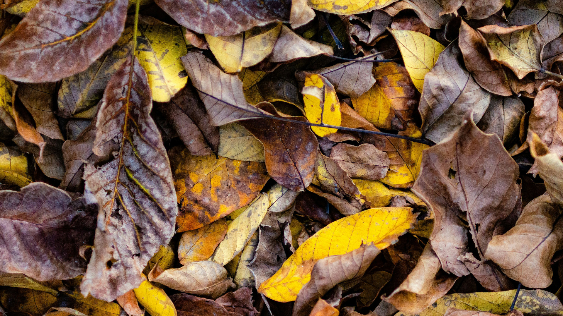 Person using leafblower blowing leaves.