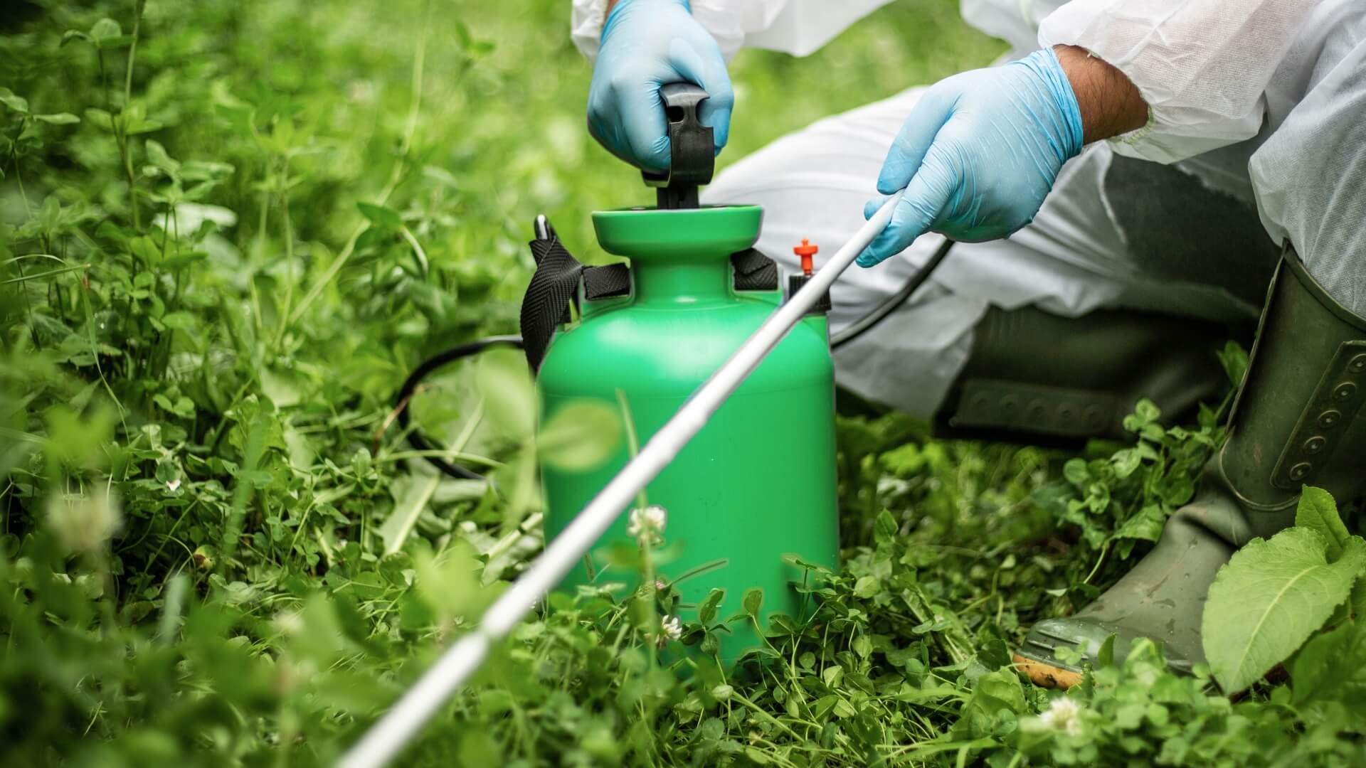 Person spraying pesticides into bush.