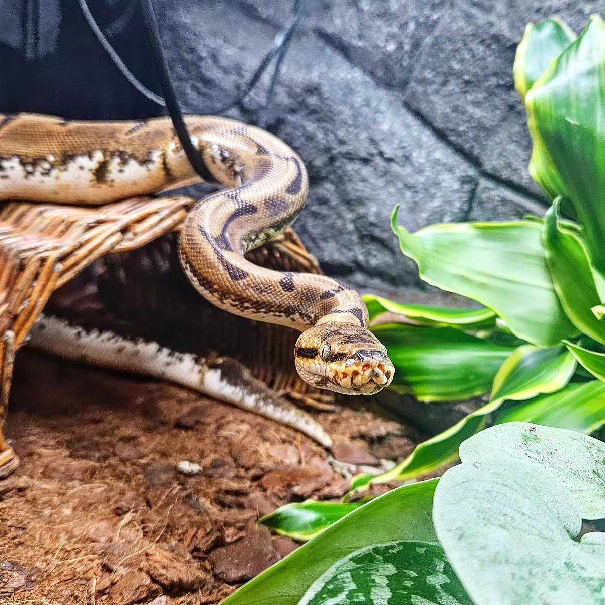Picture of Nala EDC's very own snake.