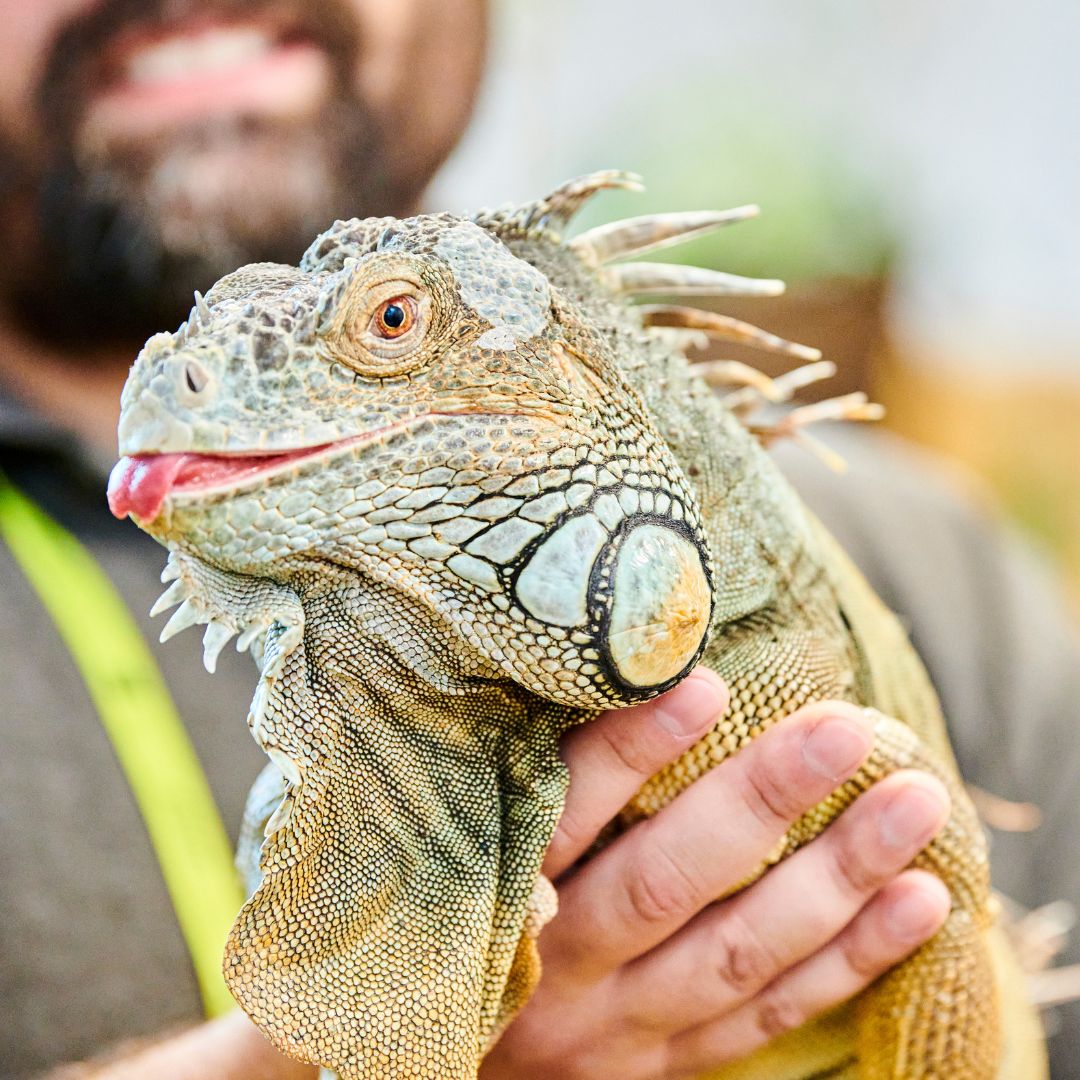 Person holding up iguana