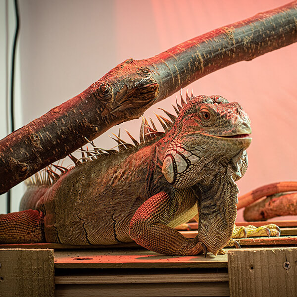 A Green Iguana in its habitat.