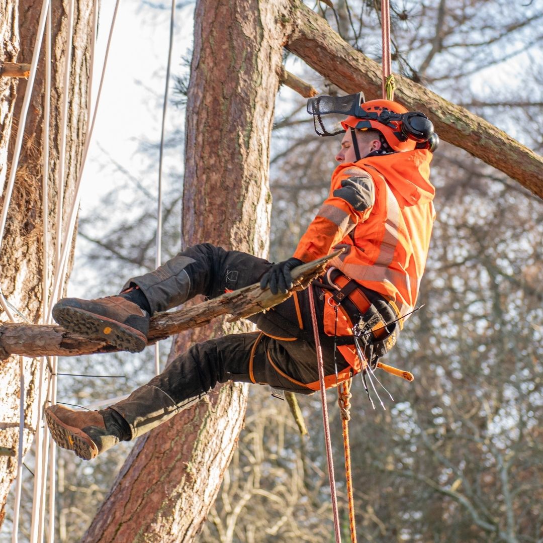 Person in harness suspended in tree.
