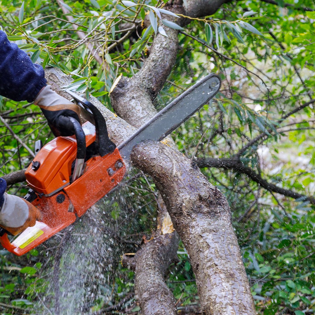 Orange chainsaw cutting through tree.