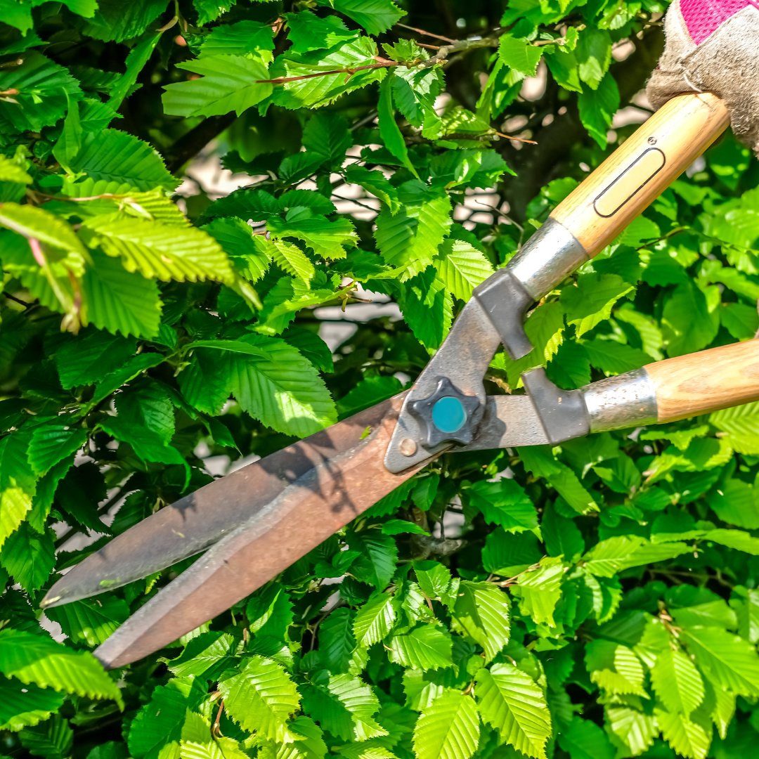Close-up of someone using hand held hedge cutters on bush