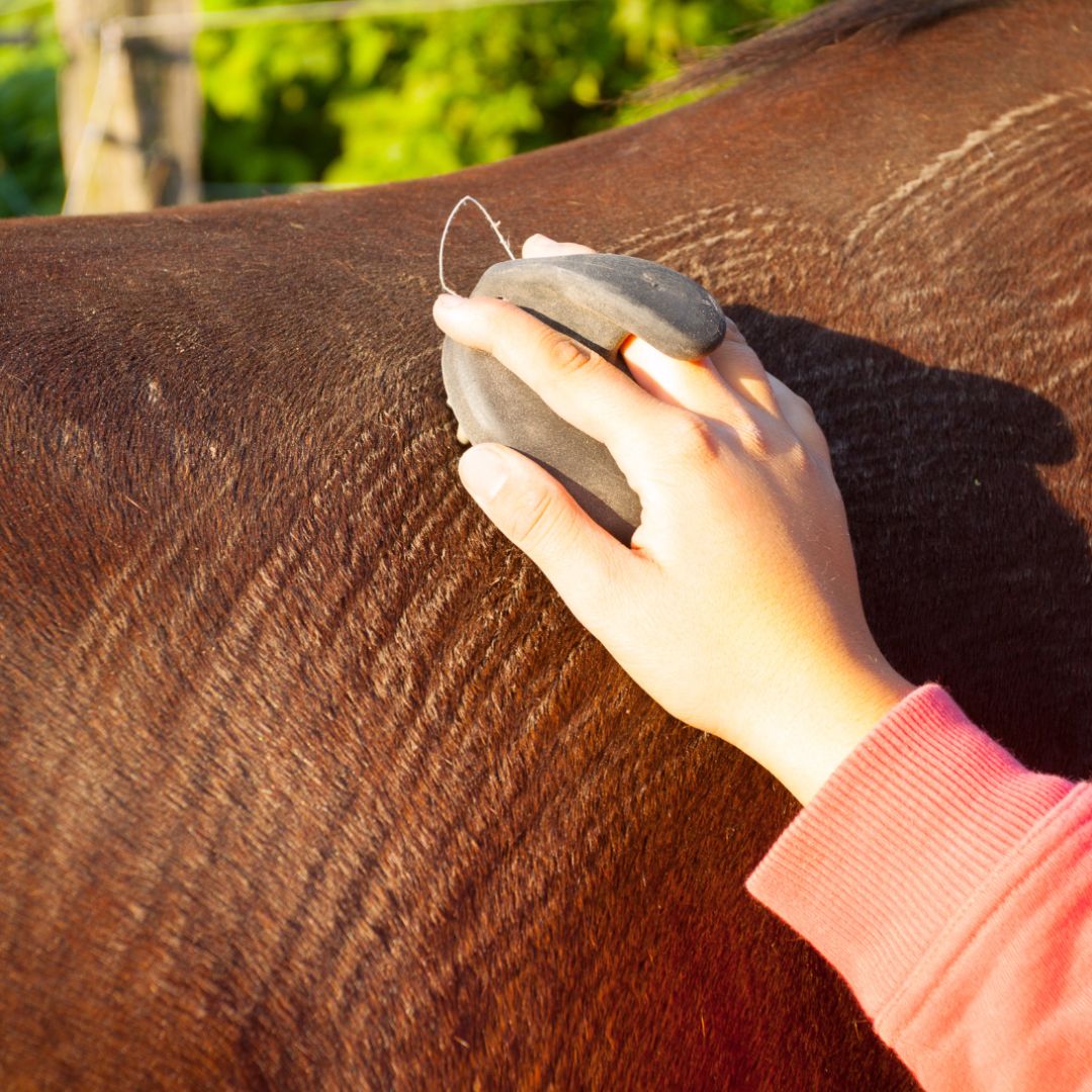 Closeup of a brown horse being brushed by a girl