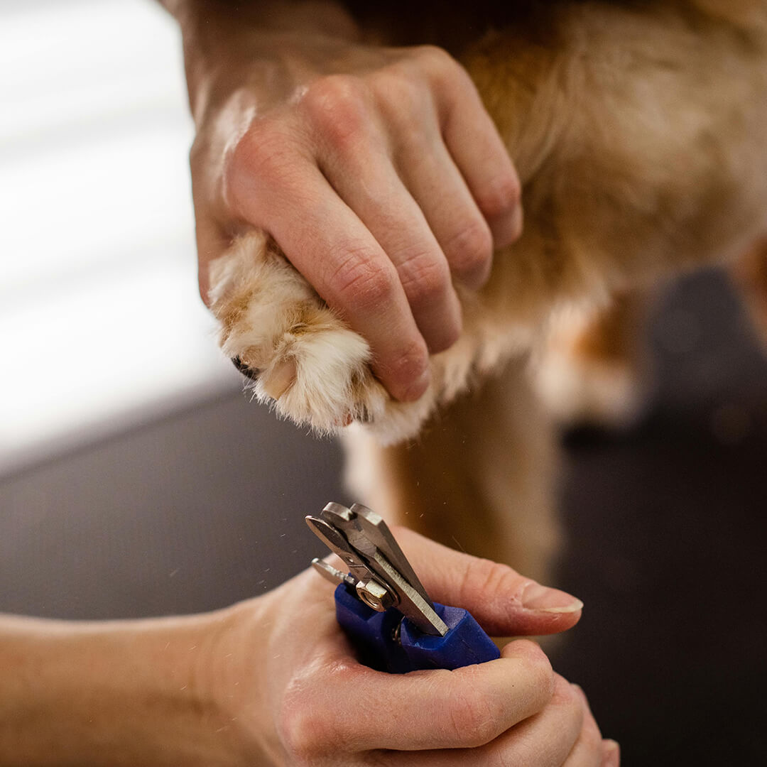 Close up of groomer using clippers on dogs nails