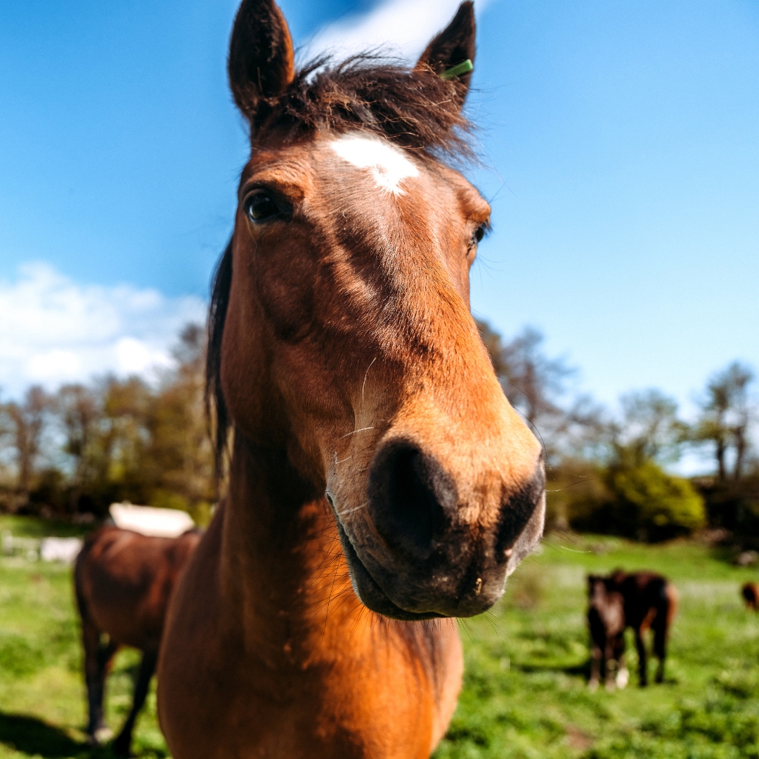 Horse on field looking into camera.