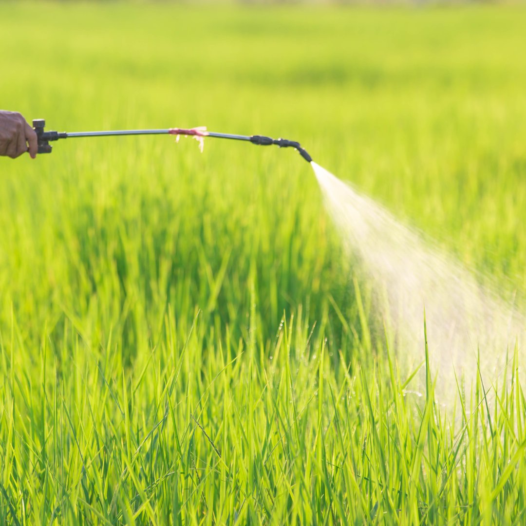 pesticide on grass