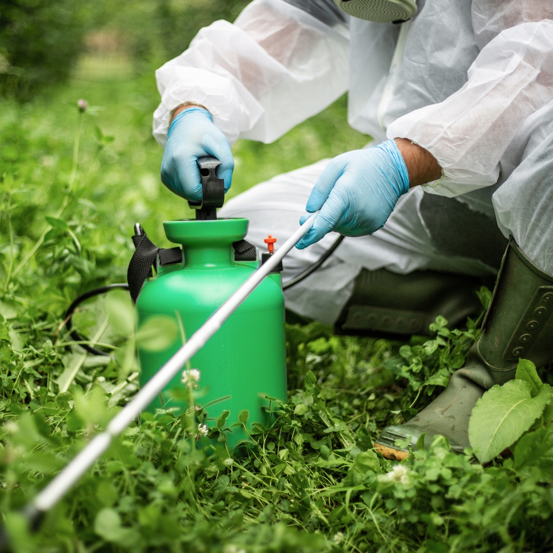 Person spraying pesticides into bush.