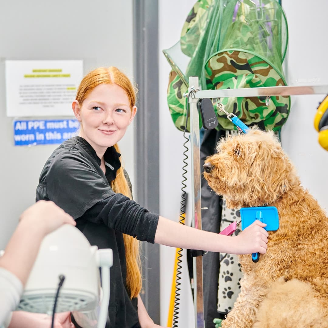 Student smiling brushing dog