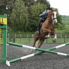 A horse jumping over green and white jump on Houghall's all weather menage