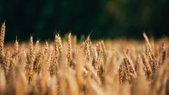 Close-up of a field of wheat 