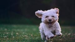 A small dog running towards the camera