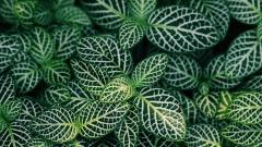 Picture of plant leaves 