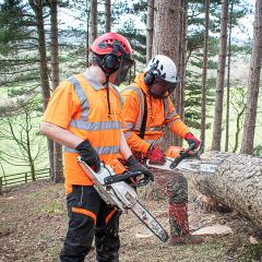Two men in safety equipment chopping tree using a chainsaw