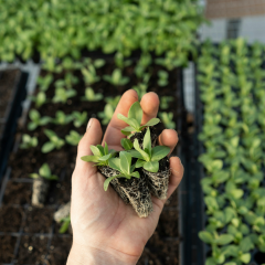 hand with plant
