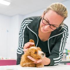 Student doing health check on dog